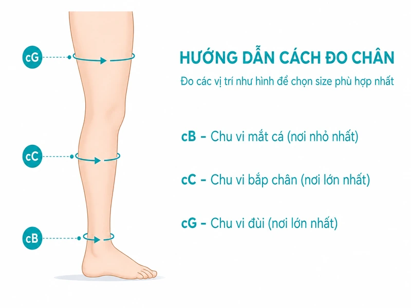 Minh họa vị trí đo cB (mắt cá), cC (bắp chân), cG (đùi)