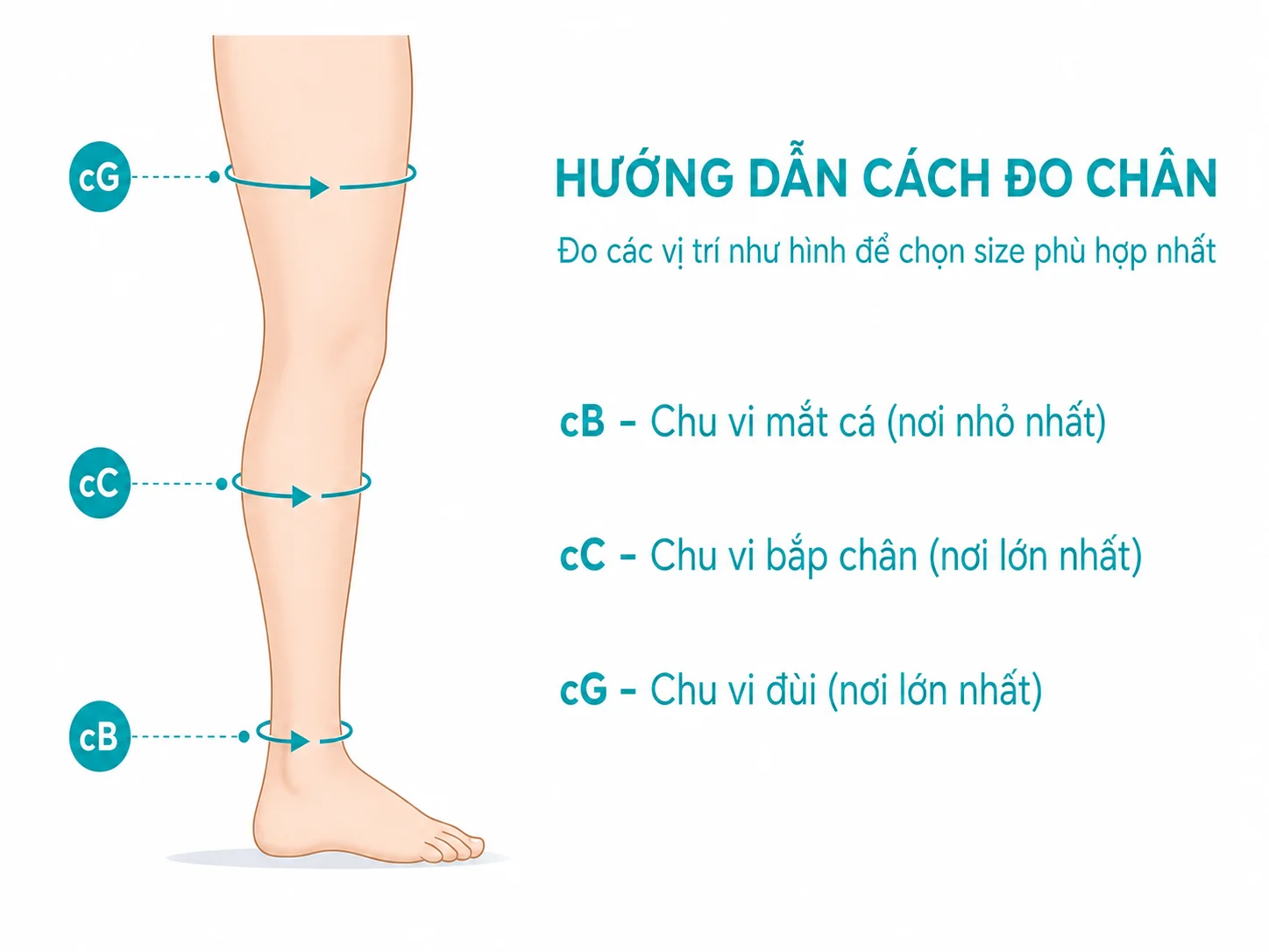 Minh họa vị trí đo cB, cC và cG trên chân